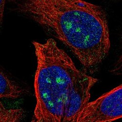 EZFIT/ZNF71 Antibody, Novus Biologicals:Antibodies:Primary Antibodies